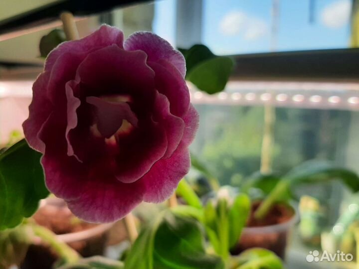 Комнатные растения,Фиалочки,Глоксинии,Пеларгония