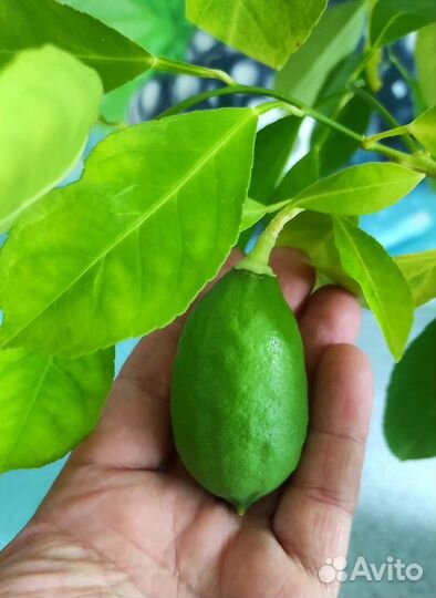 Цитрусовое плодоносящее дерево