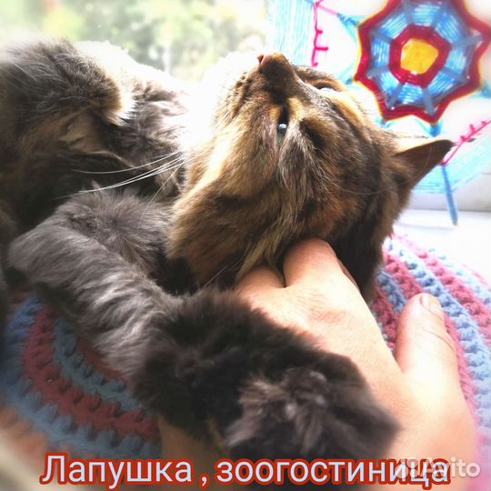 Зоогостиница у ветврача в центре