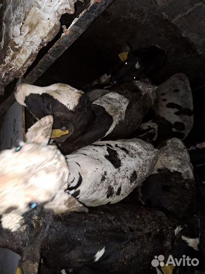 Быки телята