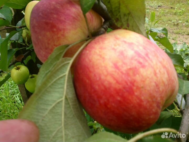 Черенки плодовых деревьев для прививки