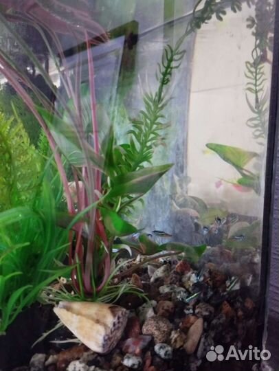 Аквариум