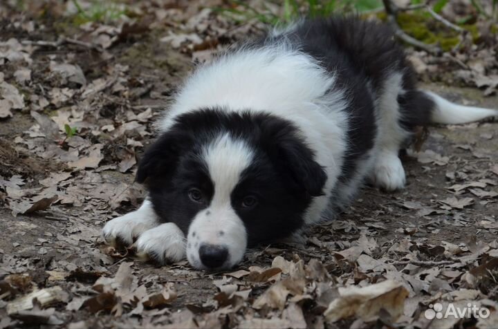 Пастух для вашей фермы бордер колли