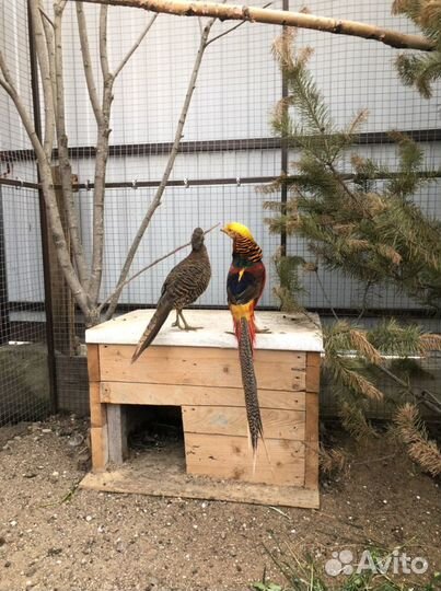 Фазаны серебряные,золотые,румынские,лимоные,охотн