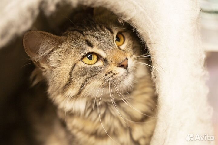 Кошка 6 месяцев