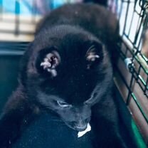 Схипперке, щенок