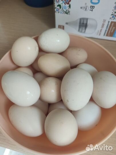 Домашние куриные яйца