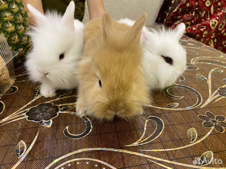 Декоративные кролики