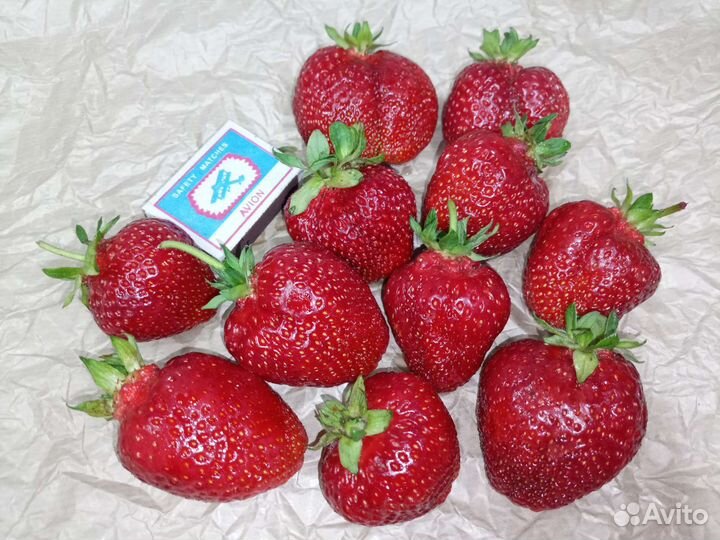 Клубника, земляника. саженцы