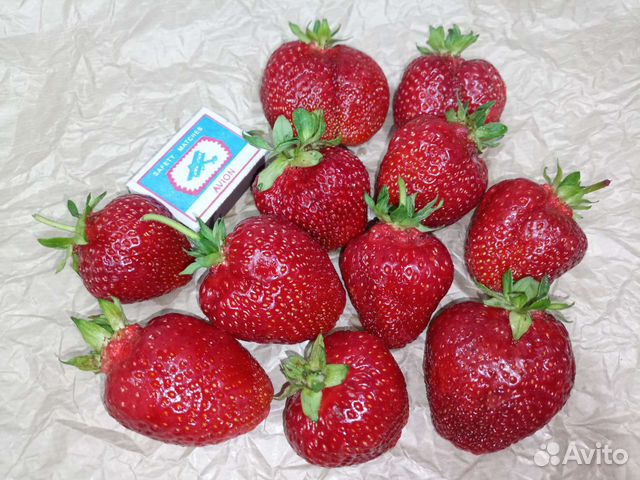 Клубника, земляника. саженцы