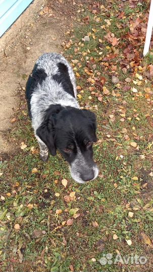 Собака в добрые руки