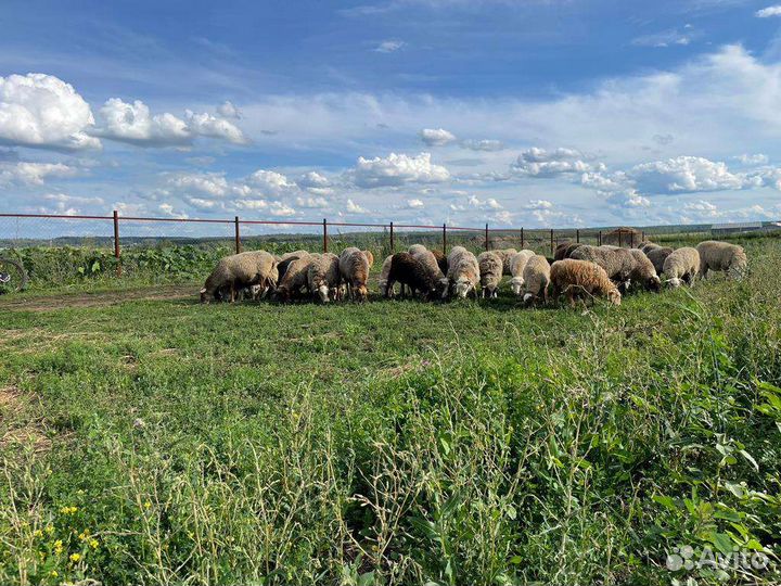 Овцы бараны оптом