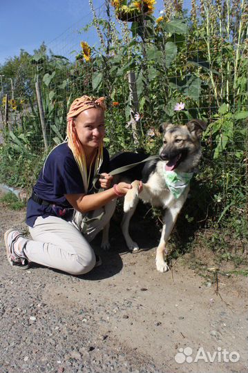 Собака трусишка попала в приют