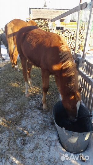Молодой жеребец 7 мес
