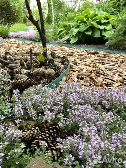 Тимьян ползучий Чабрец ароматный Почвопокровник