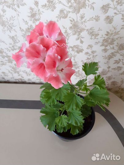 Королевская пеларгония герань, укорененные черенки