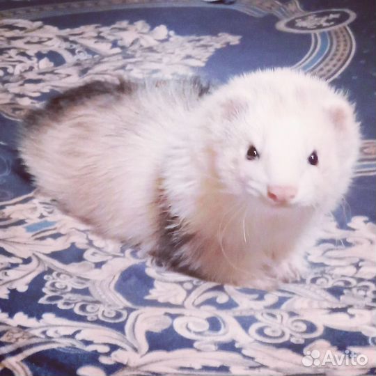 Вязка хорька - экзота