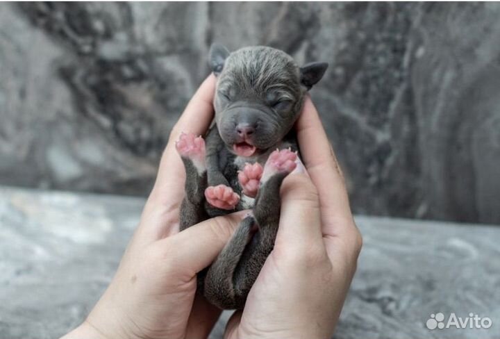 Щенки прайтера