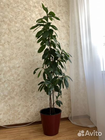 Фикус