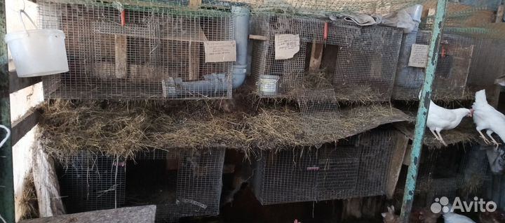Клетки для кроликов бу можно для другой живности