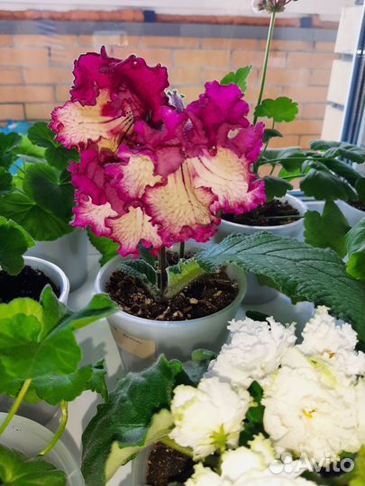 Детки стрептокарпусов