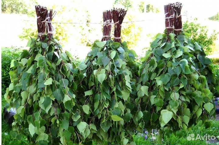 Березовые веники 2024