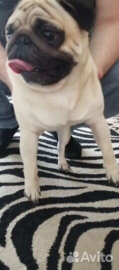 Мопс вязка мальчик