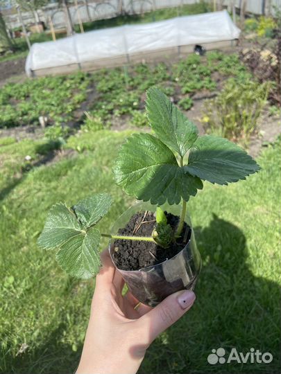 Клубника ремонтантная саженцы с зкс