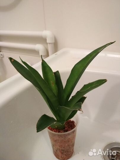 Сансевиерия сортовая