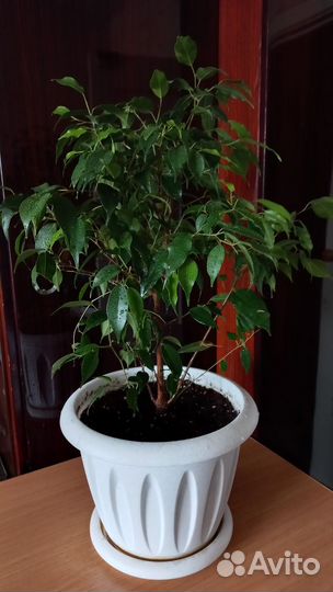 Фикус бенджамина