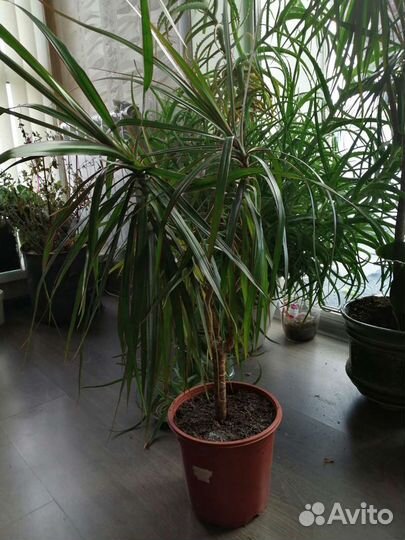 Комнатные цветы