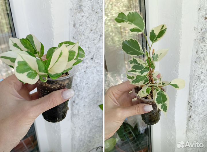 Комнатные цветы