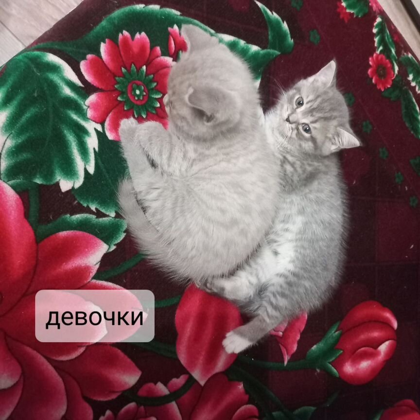 Британские котята