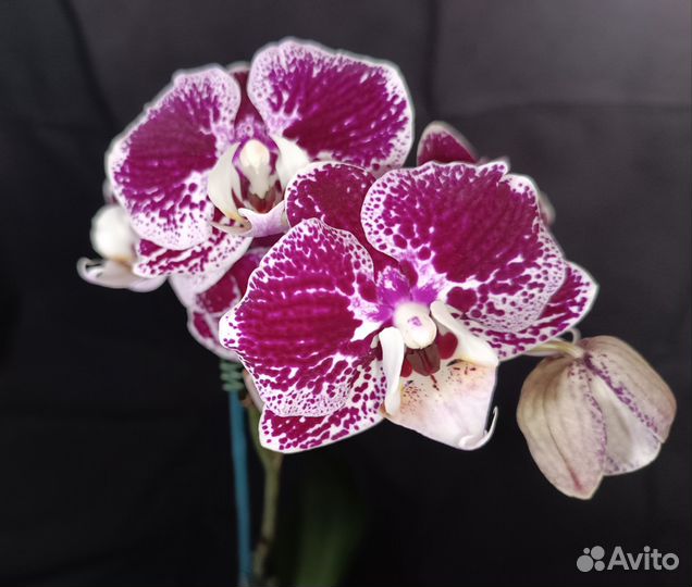 Орхидея фаленопсис