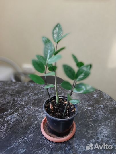 Замиокулькас