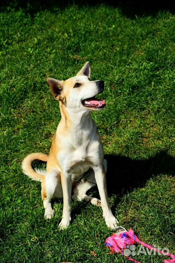 Собака в добрые руки отдам бесплатно