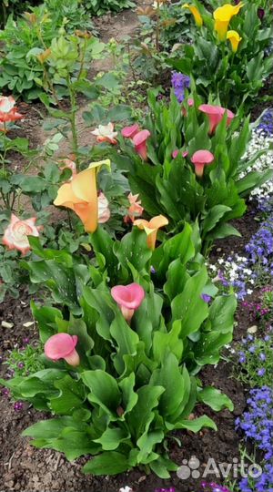 Клубни каллы луковицы