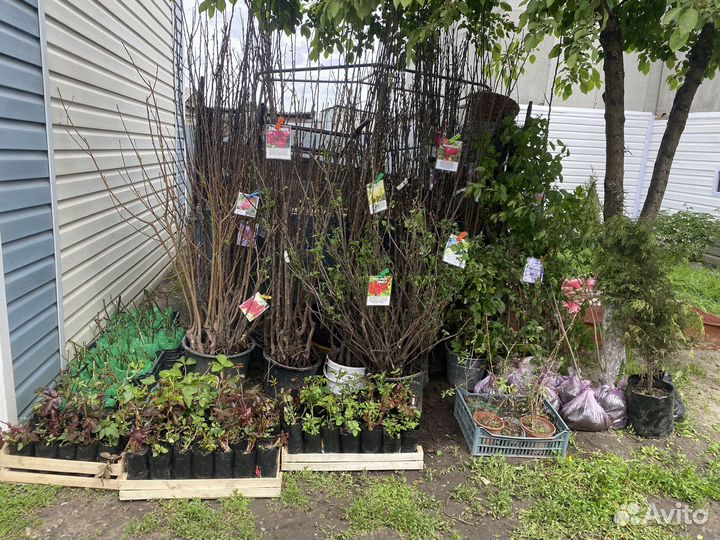 Саженцы плодовых деревьев