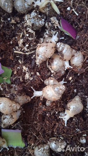 Улитки Ахатины