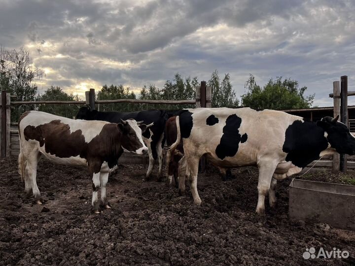 Продам двух быков и двух тёлок