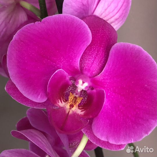 Королевская Орхидея фаленопсис African Queen