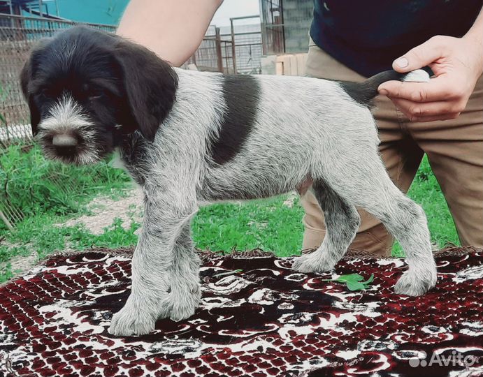 Щенки дратхаара