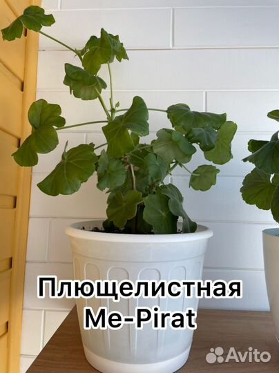 Пеларгония