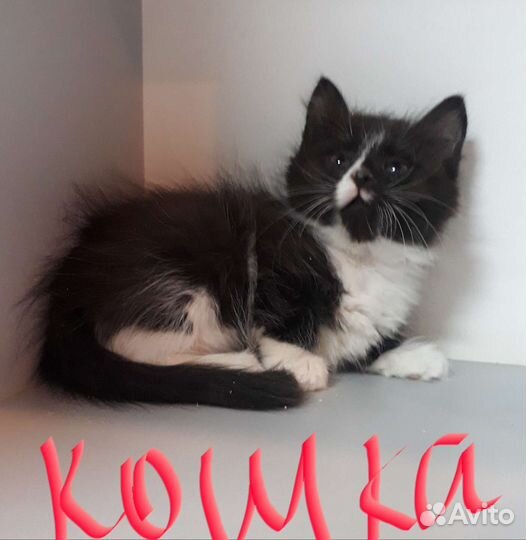Кошка в дар бесплатно