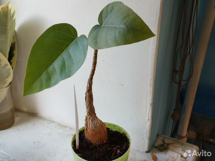 Каудексные растения