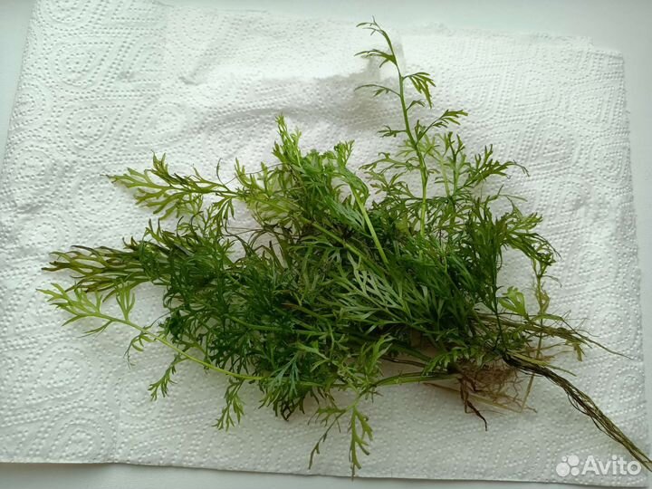 Растения для аквариума. Прополка