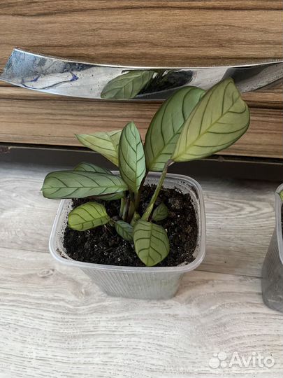 Комнатные цветы