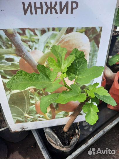 Саженцы инжира