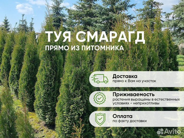 Туя Смарагд 130-150см для посадки летом