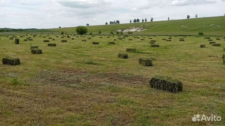 Сено в тюках